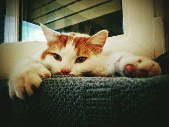 Close-up of cat lying on sofa