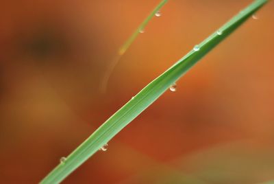 Close-up of wet grass