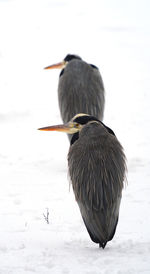 Bird perching on a snow