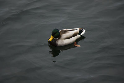 Ducks swimming in the lake, trakai lake, lithuania. cloudy weather.