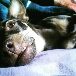 Close-up of dog resting