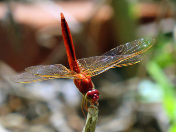 Close-up of dragonfly on plant