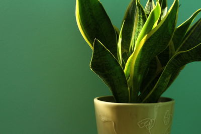 Close-up of potted plant against green background