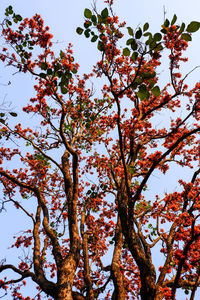 Low angle view of flowering tree against sky