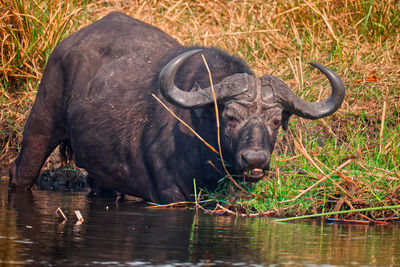 Buffalo entering a river looking at camera