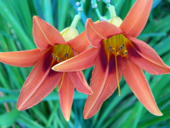 Close-up of day lily blooming outdoors