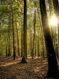 Sunlight streaming through trees in forest