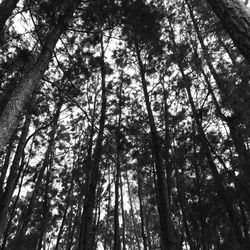 Low angle view of trees in forest against sky