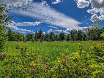 Scenic view of field against sky