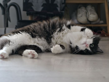 Cat sleeping on floor at home