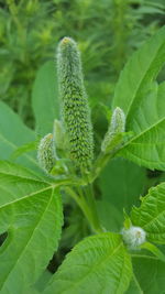 Close-up of fresh green plant