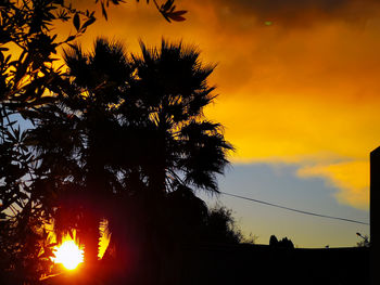 Low angle view of silhouette trees against orange sky