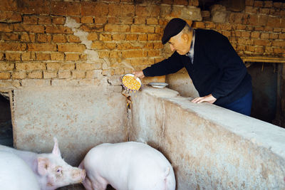 Man feeding pigs