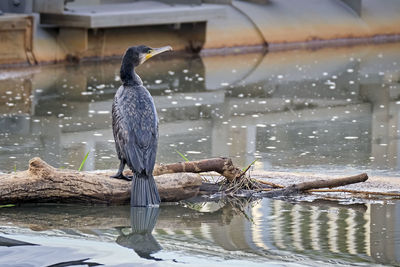 Bird perching on driftwood in lake