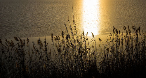 Bird on beach against sky during sunset