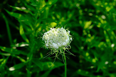 Close-up of dandelion flower on field