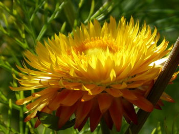 Close-up of yellow flowering plant