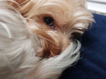 Close-up portrait of a dog