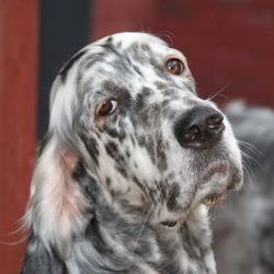 Close-up portrait of dog