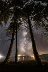 Low angle view of trees on field against sky at night