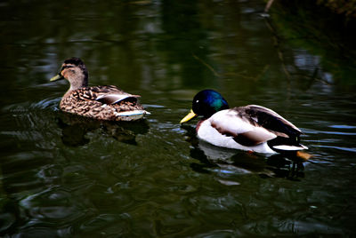 Close-up of mallard ducks swimming in lake