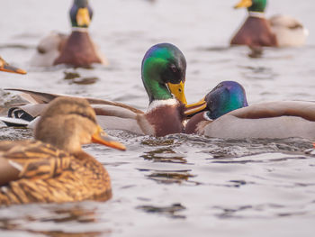 Two drakes are arranging a brawl on the river.