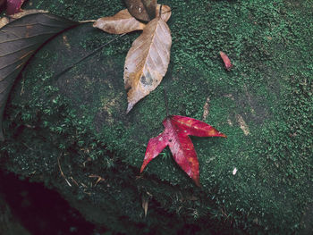 High angle view of autumn leaves on field