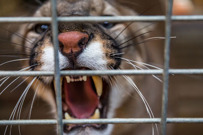 Close-up of cat