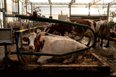 Cows in shed