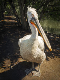 Close-up of pelican