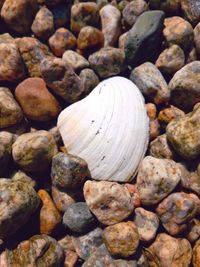 High angle view of shells on rocks