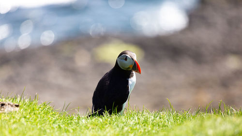 Bird on a field