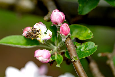 Apple tree blossom with bee