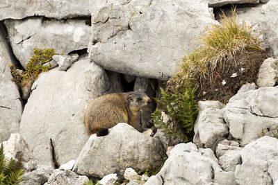 Alpine marmot in high mountains in bavaria, germany in autumn