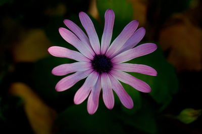 Close-up of purple flower