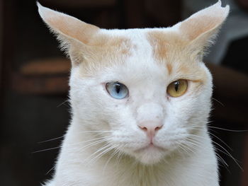 Close-up portrait of a cat