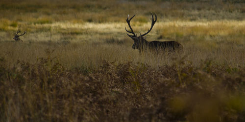 Deer in a field