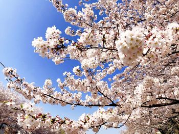 Low angle view of cherry blossoms against sky