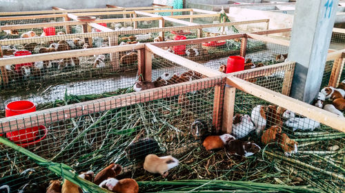 High angle view of birds on land