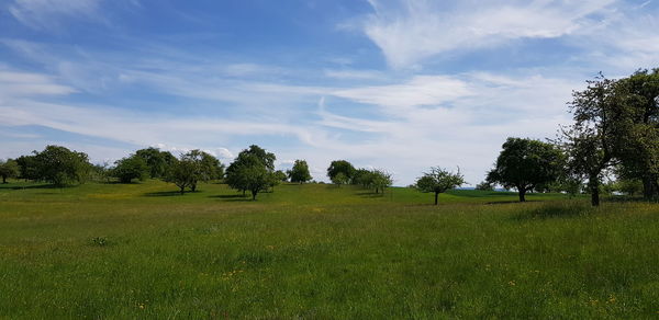 Trees on field against sky