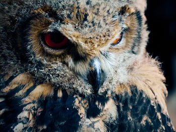 Close-up portrait of owl