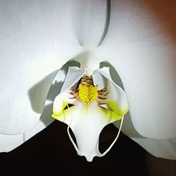 Close-up of white flowers