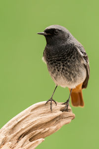 Close-up of bird perching on plant