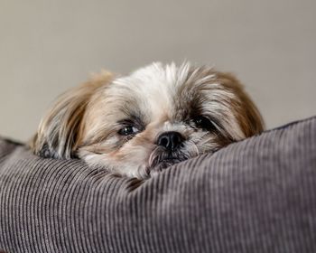 Close-up portrait of dog relaxing at home