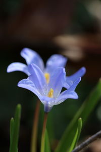 Close-up of purple crocus flower