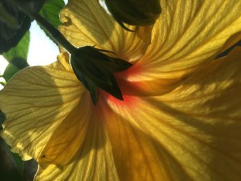 Close-up of yellow hibiscus flower