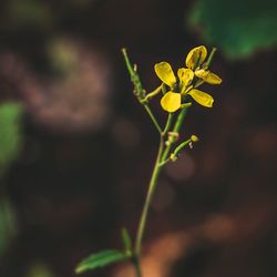 Close-up of yellow flowering plant