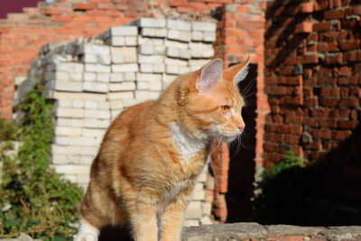 Portrait of cat