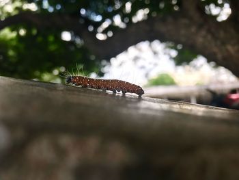 Close-up of insect on tree