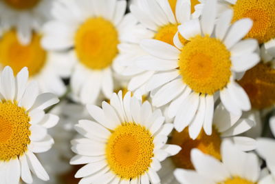 Close-up of white daisy flowers